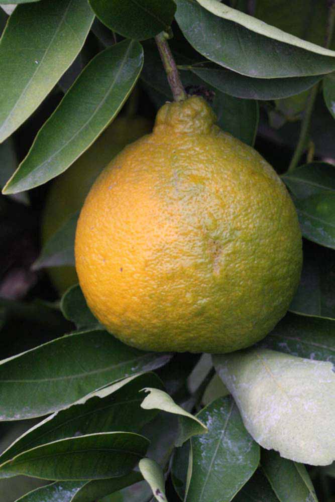              Fruit (Riverside, CA)       